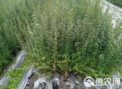 小葉女貞 小葉女貞苗 陜西小葉女貞樹苗 基地批發(fā) 直銷價格