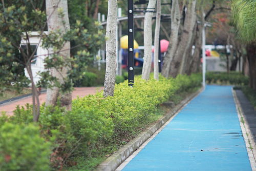 小區(qū)綠化施工全攻略 從規(guī)劃到養(yǎng)護(hù)的核心要點(diǎn)