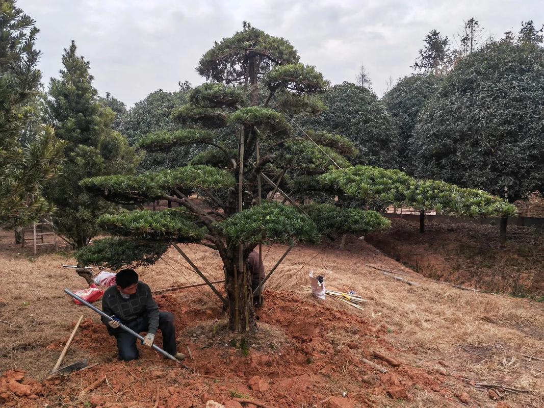 樂安縣古樟灣四季花海 園林綠化與體育設(shè)施一體化建設(shè)施工現(xiàn)場(chǎng)紀(jì)實(shí)